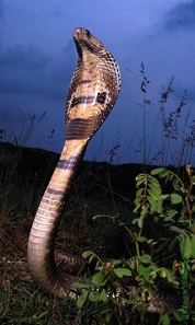 A striking feature of the cobra: the stretchable skin in the neck area to defend itself. Photo: Saleem Hameed / CC BY 2.5