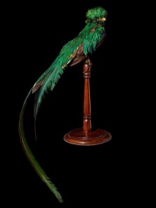 Quetzal bird (Pharomachrus mocinno), Guatemala, collected around 1923.