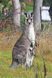 Eastern grey kangaroo with joey. Photo: fir0002 / GFDL 1.2