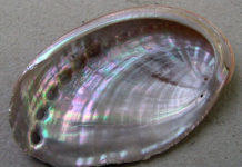 A real pearl on a coin