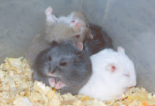 Mongolian Coin with a Dwarf Hamster