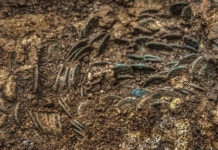 Roman coin trove found in Swiss cherry orchard