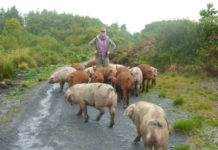 Pigs as excavation helpers
