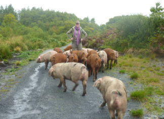 Pigs as excavation helpers