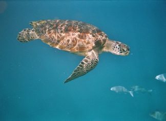 Green sea turtle with numismatic insides