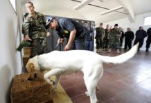 Sniffer dogs: the new secret weapon in the war against illegal antiquities trade?