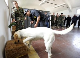 Sniffer dogs: the new secret weapon in the war against illegal antiquities trade?