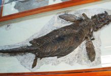 Evolution of Life – Ichthyosauria