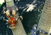 New Titanium coin features the Coconut Crab