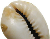 The history of Chinese coinage 1 – from barter to monetary economy