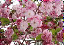 Cherry Blossoms from Japan