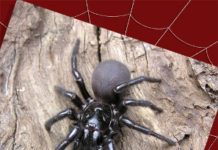 Venomous Spider on Perth Mint’s new Bullion Coin