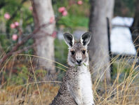Royal Australian Mint looks back at 25 years of iconic Kangaroo Series