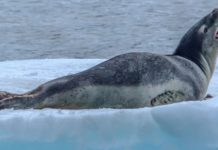 Leopard Seal Appears on new Ice Grey Titanium Coin by Pobjoy