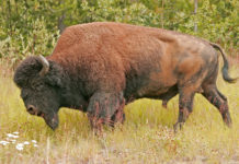 Circulation coin celebrates Canada’s rare Wood Bison
