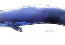 Pobjoy Mint presents new blue titanium coin featuring blue whale