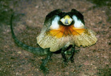 Fantastic Frilled Neck Lizard