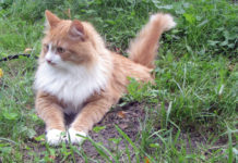 Siberian Cat coin continues Isle of Man series