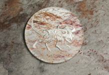 Prehistoric Beasts – Protoceratops andrewsi