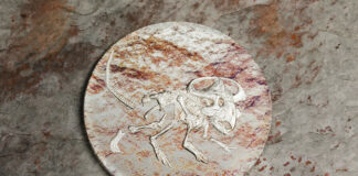 Prehistoric Beasts – Protoceratops andrewsi