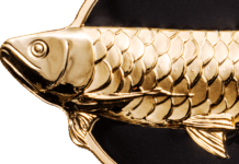 Dragonfish – Golden Arowana