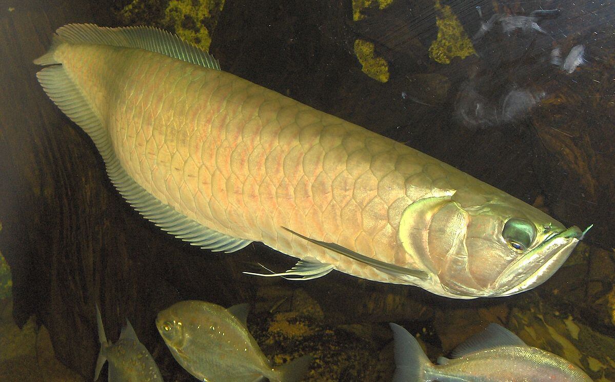Dragonfish Golden Arowana CoinsWeekly