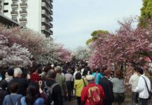 Cherry Blossom in the Japan Mint Starts Off Spring