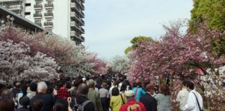 Cherry Blossom in the Japan Mint Starts Off Spring