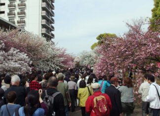 Cherry Blossom in the Japan Mint Starts Off Spring