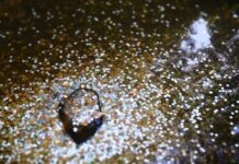 A Hoard of Small Change Feeds Hungry Fish at the Aquarium