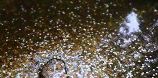 A Hoard of Small Change Feeds Hungry Fish at the Aquarium