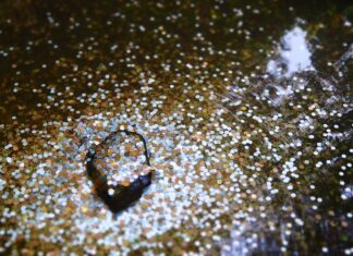 A Hoard of Small Change Feeds Hungry Fish at the Aquarium