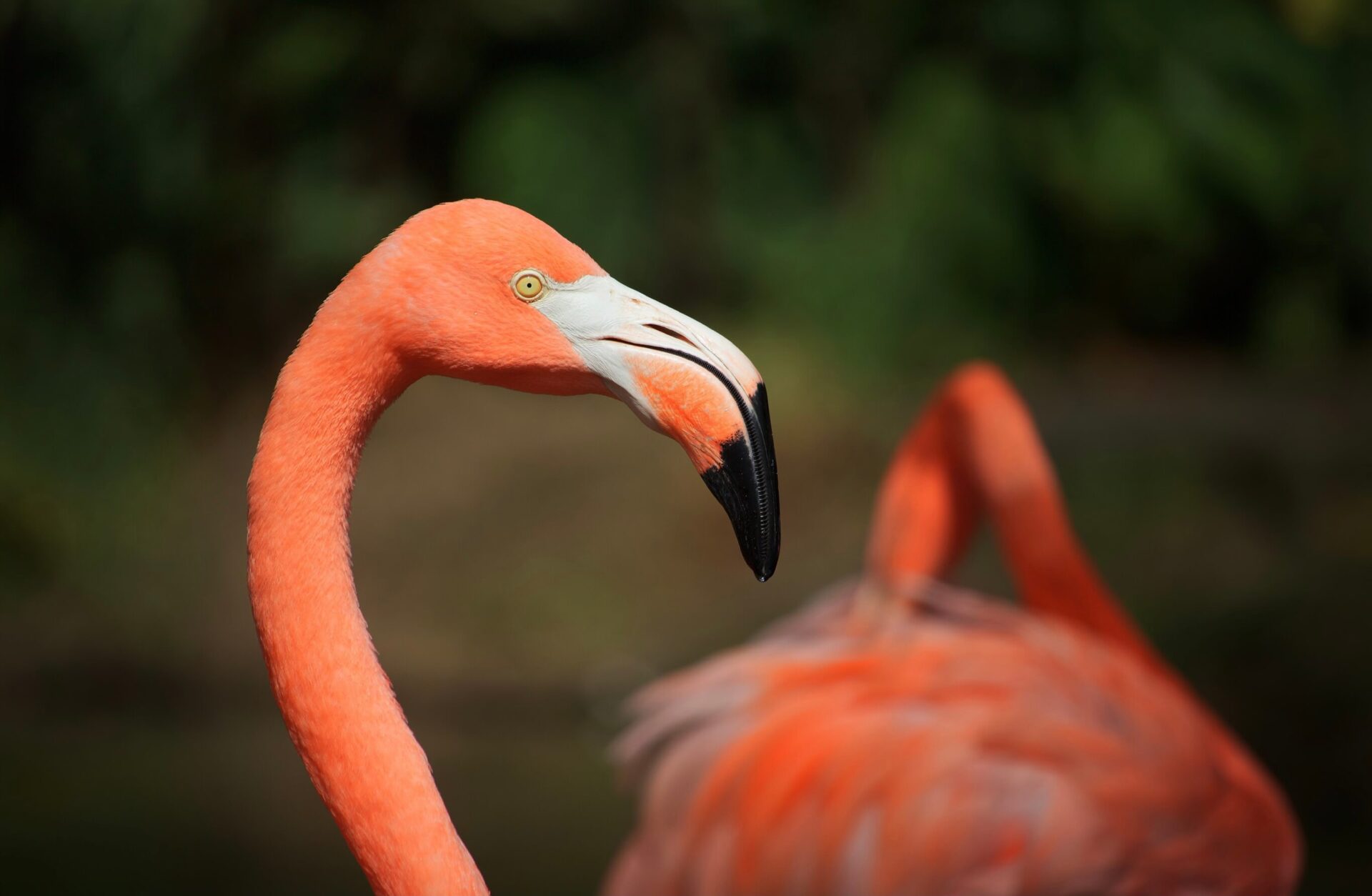 Flamingo Appears On Pobjoy’s New Bi-coloured Titanium Coin - Coinsweekly