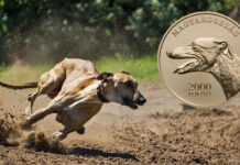 The Hungarian Greyhound Continues the Hungarian Dog Breed Series