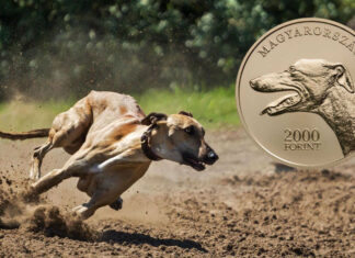 The Hungarian Greyhound Continues the Hungarian Dog Breed Series