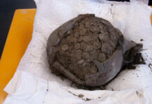 One Million Archaeological Objects Recorded with the Portable Antiquities Scheme