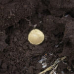 01-2 Muenze-in-Fundlage-Foto-W-Herkt