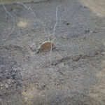 05-Een tremissis in een grondspoor