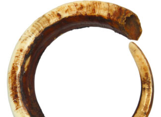 Numismatic Puzzle: Melanesian Boar’s Tusk