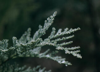 Maria Radnoti-Alföldi (1926-2022)