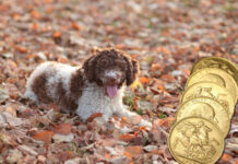 Four-Legged Treasure Hunters: Two Dogs Make Coin Finds