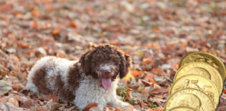 Four-Legged Treasure Hunters: Two Dogs Make Coin Finds