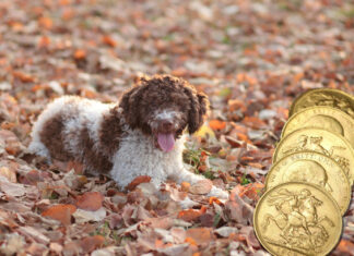 Four-Legged Treasure Hunters: Two Dogs Make Coin Finds
