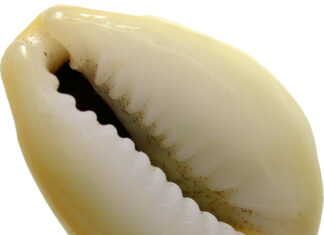 Numismatic Puzzle: Cowries