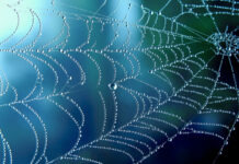 A Warning to All Shopkeepers: Confidence Tricksters Ply Their Dreadful Trade