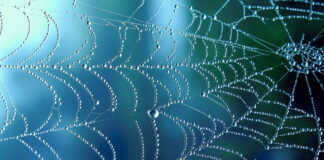 A Warning to All Shopkeepers: Confidence Tricksters Ply Their Dreadful Trade