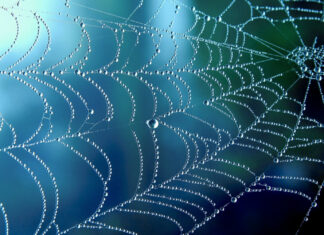 A Warning to All Shopkeepers: Confidence Tricksters Ply Their Dreadful Trade