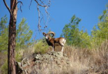 Sheep and Ancient Artefacts: The Coin Designs of Cyprus