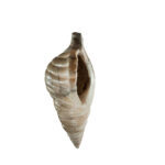 07-11. Carved stone triton shell © Hellenic Ministry of Culture and Sports, General Directorate of Antiquities and Cultural Heritage, Heraklion Archaeological Museum